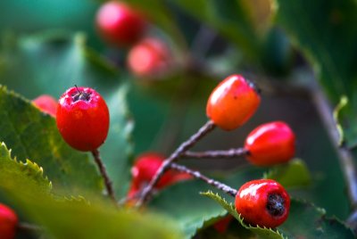 Photinia parvifolia - blýskalka drobnokvětá - plody